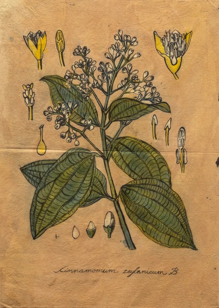 Cinnamomum
