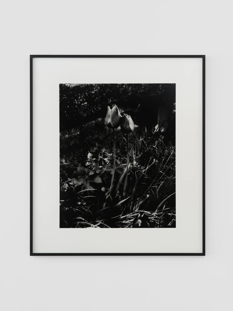 Tulipes noires, Le Buisson, avril 2025