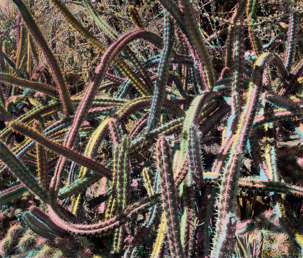 Spinose Plant