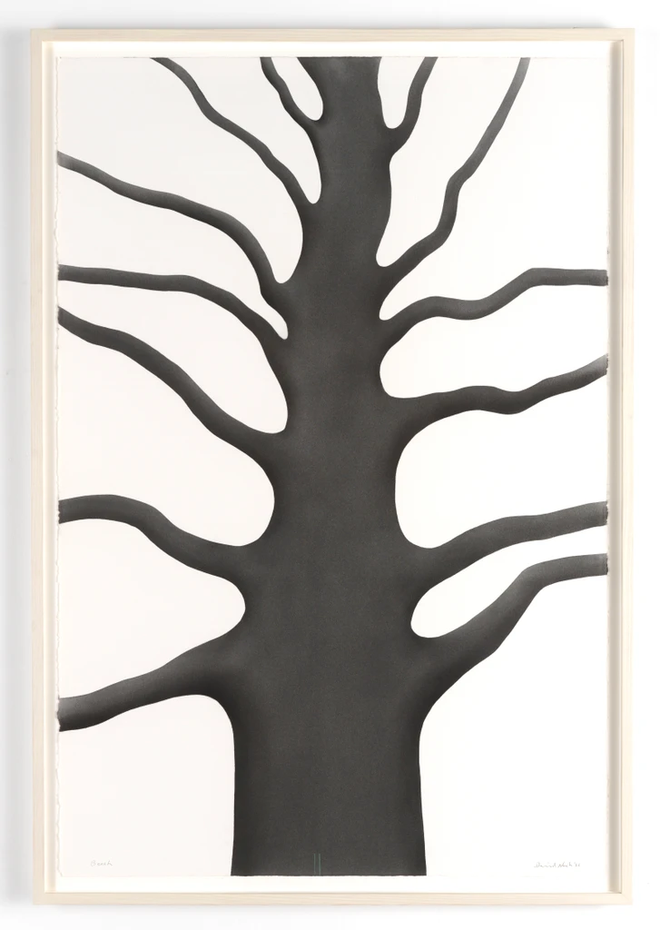 Beech