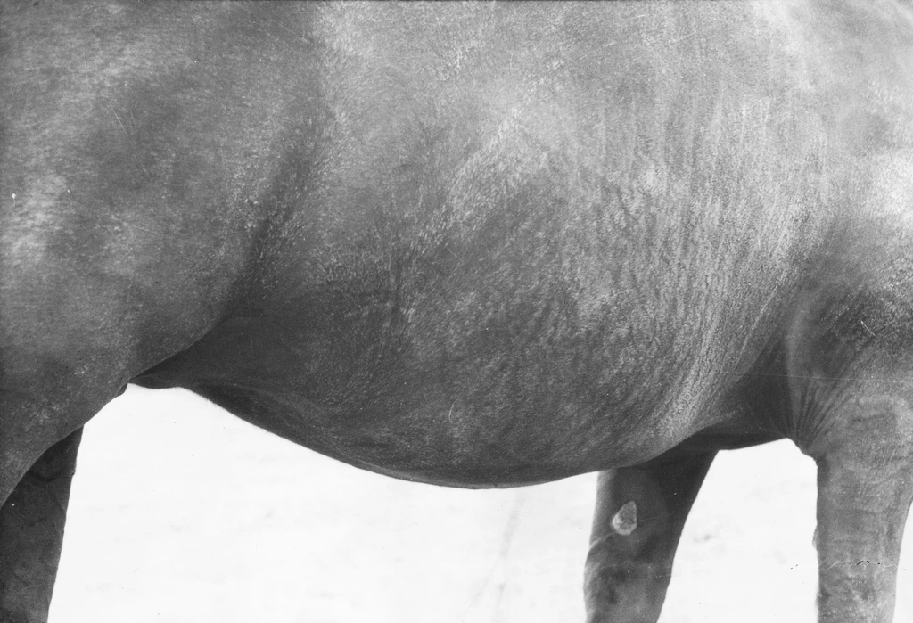 Symmetry and Architecture of the Body (Horse)