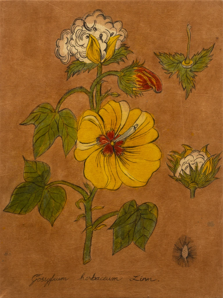 Cotton
