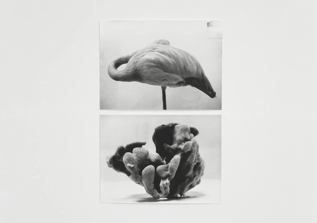 From Symmetry and Architecture (Sponge-Flamingo)