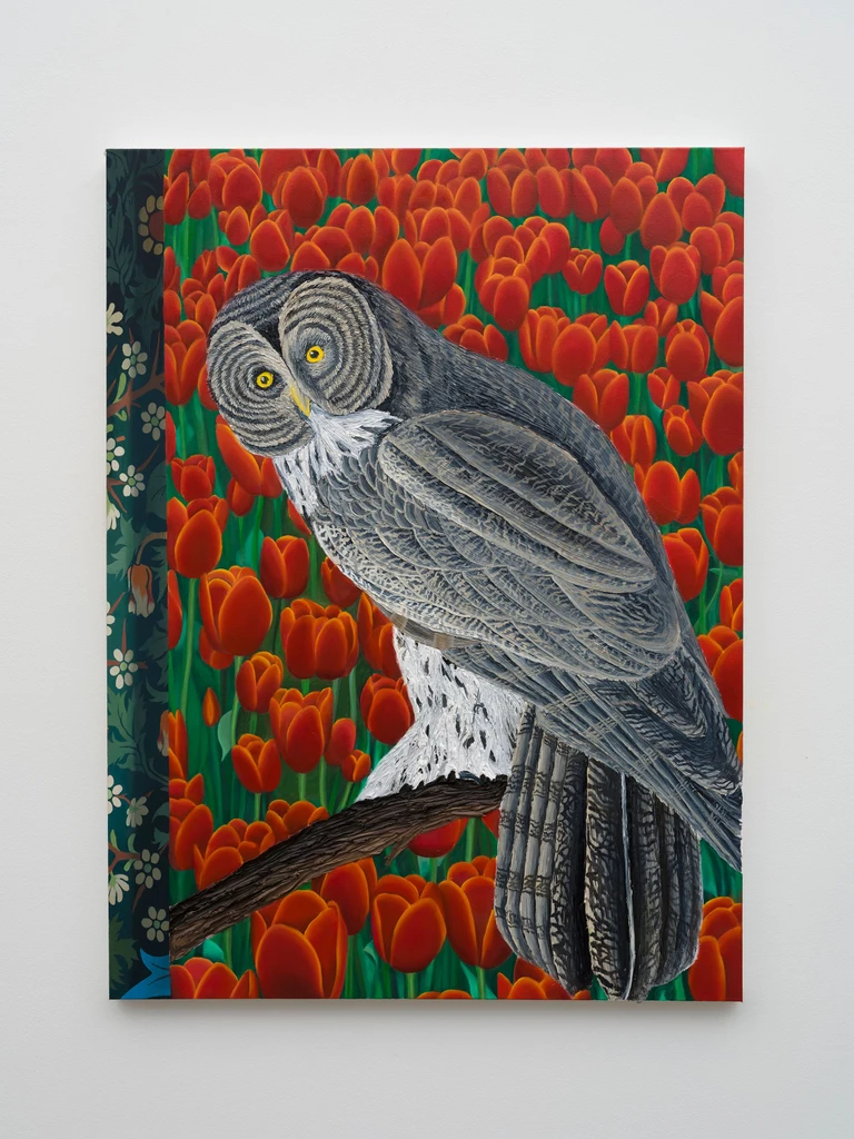 Gray owl
