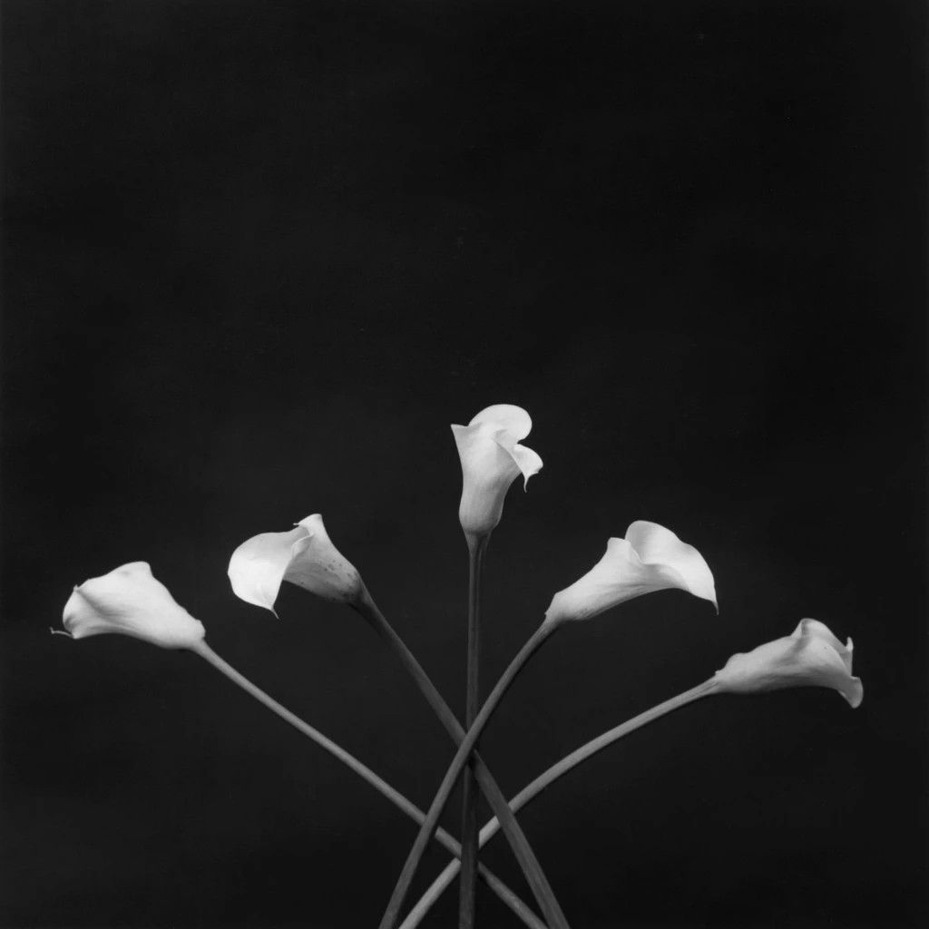 Calla Lilies
