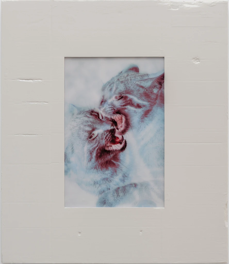 Untitled (Two Cats Fighting)