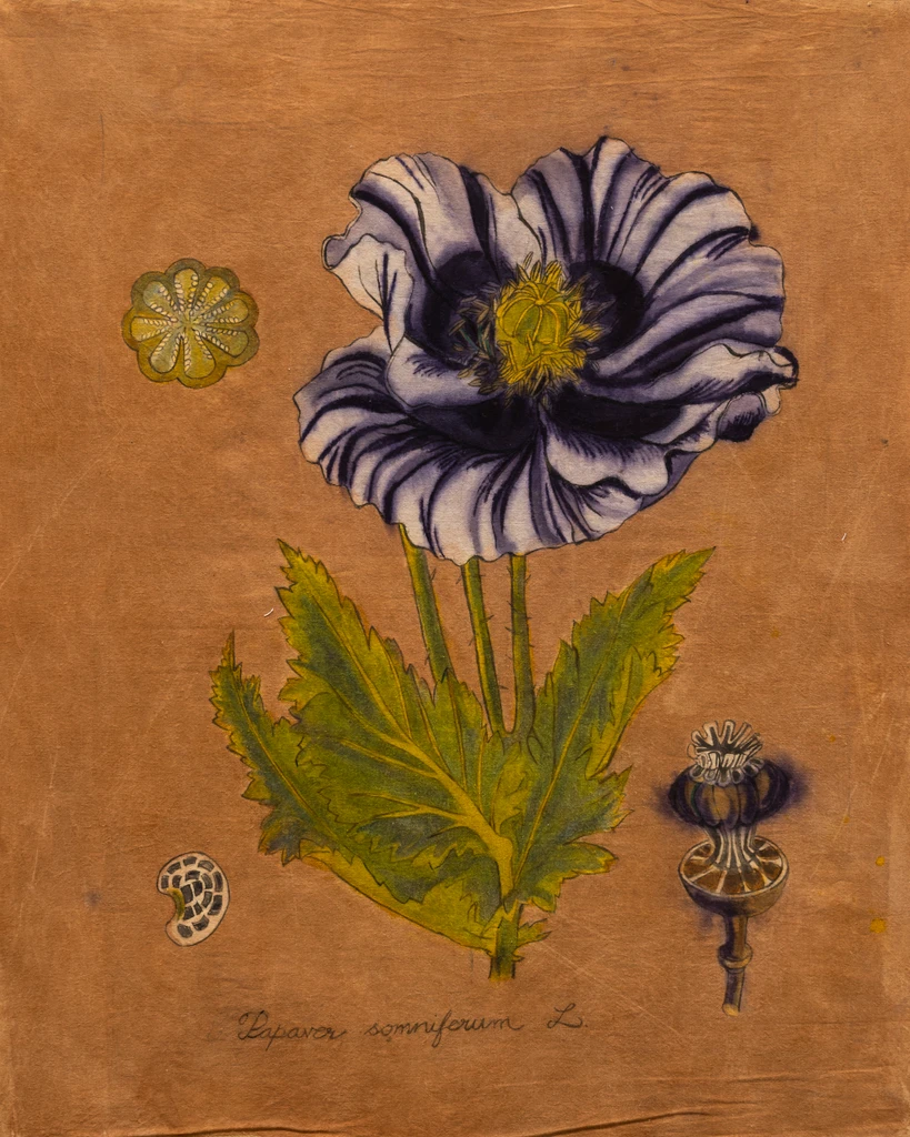 Poppy