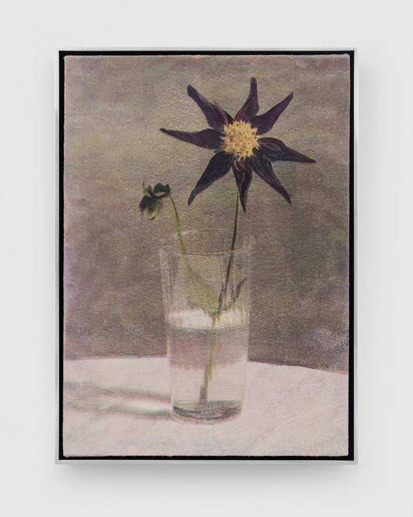 Star Dahlia