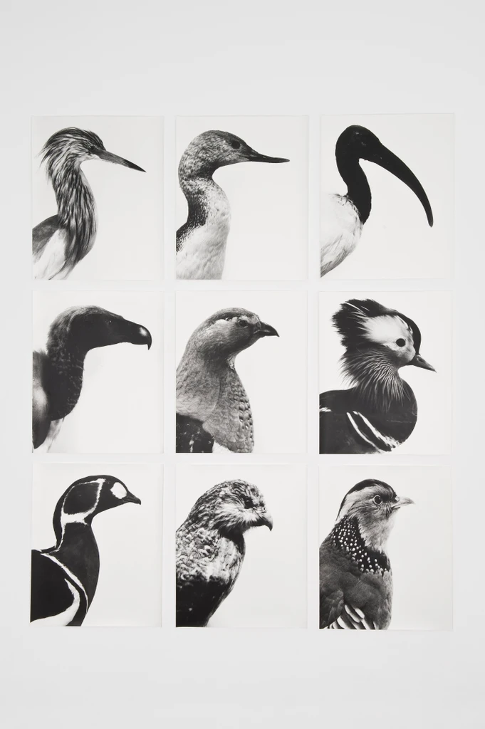Aves-Uccelli