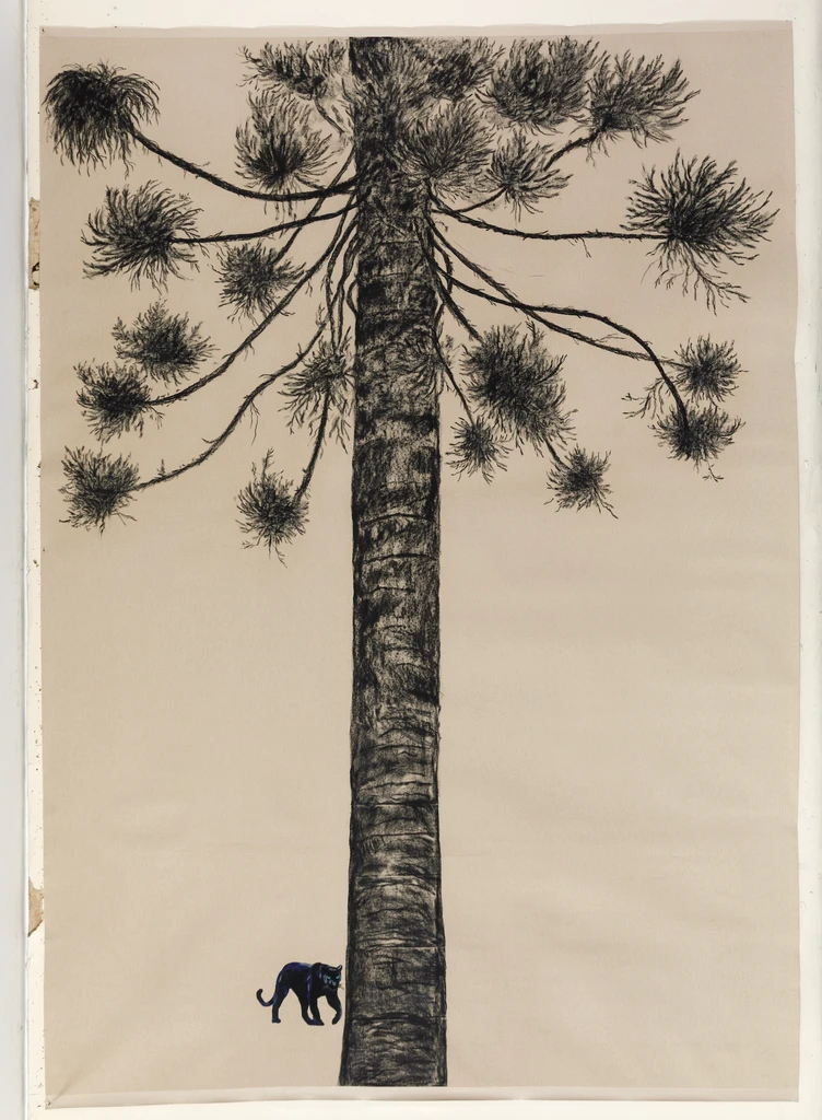 A la sombra de la Araucaria