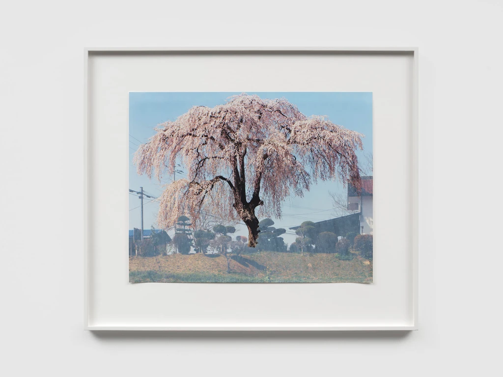 Sakura Study (Abe Without Crow)