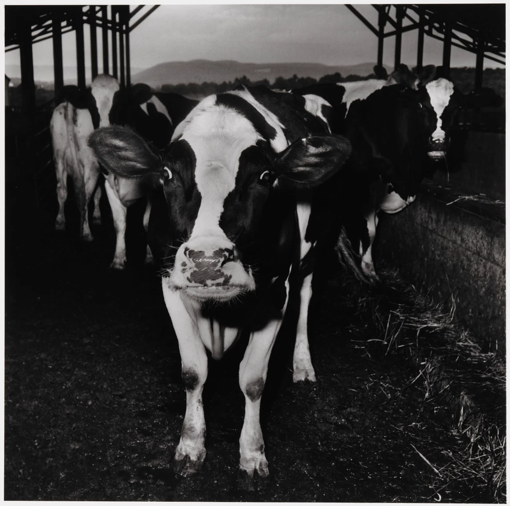 Electric Cow
