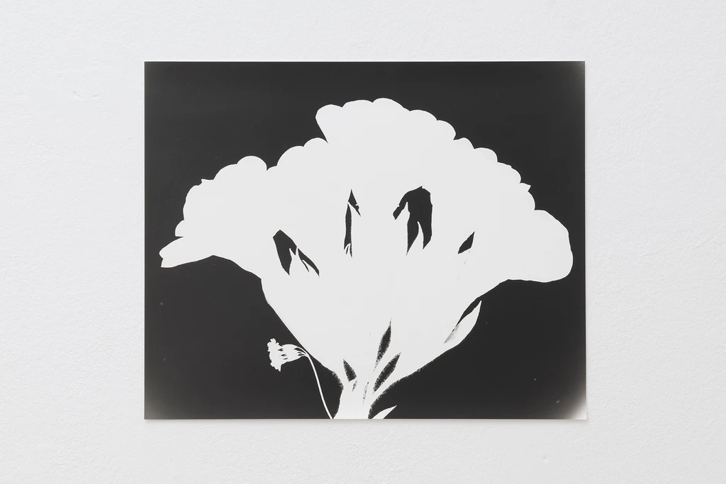 Schlüsselblume