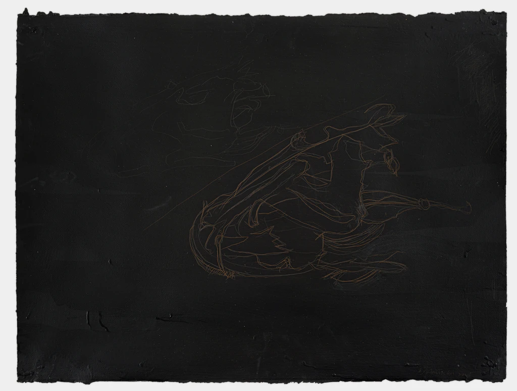 Untitled (Catfish skull on black)