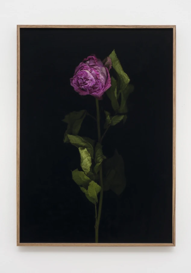 Venetian Rose XIX