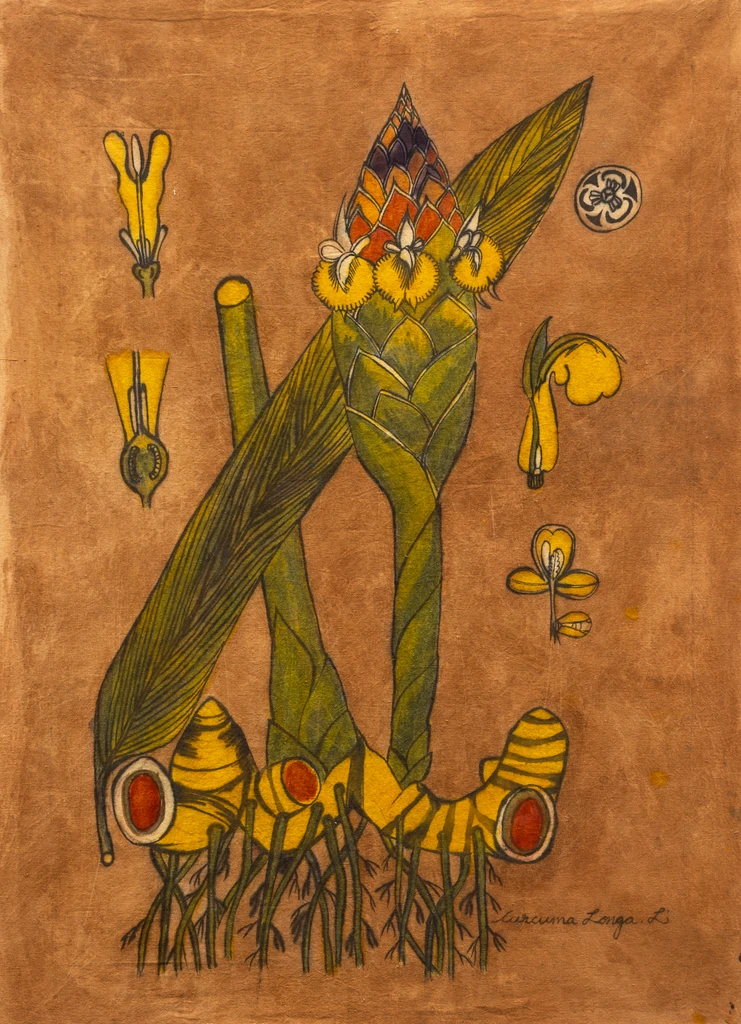 Turmeric