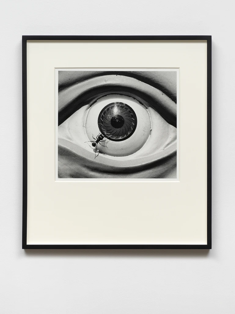 Untitled (Eye with Ants) from the Ant Series